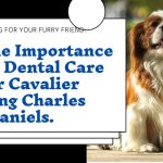 The Importance of Dental Care for Your Cavalier King Charles Spaniel