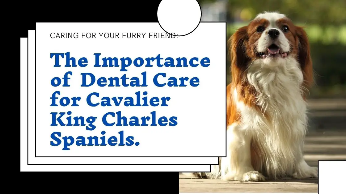 The Importance of Dental Care for Your Cavalier King Charles Spaniel
