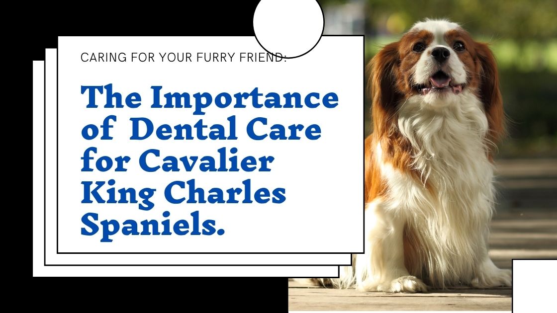 The Importance of Dental Care for Cavalier King Charles Spaniels.