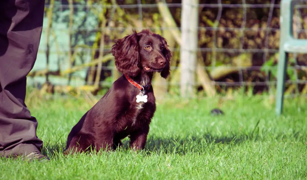 What are the Traits of a Working Cocker Spaniel? Unlocking the Vigorous Vitality