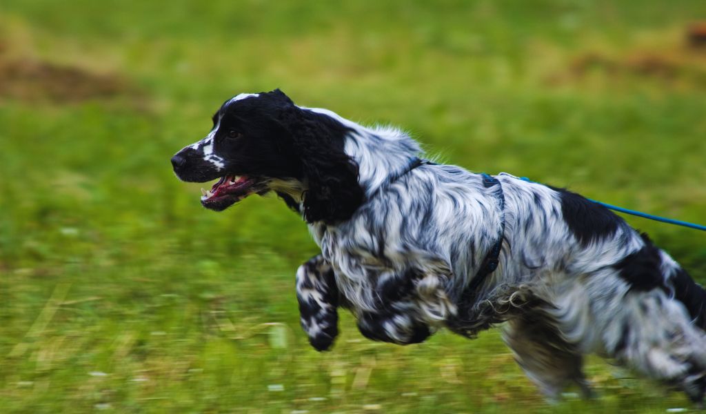 What are the Traits of a Working Cocker Spaniel? Unlocking the Vigorous Vitality