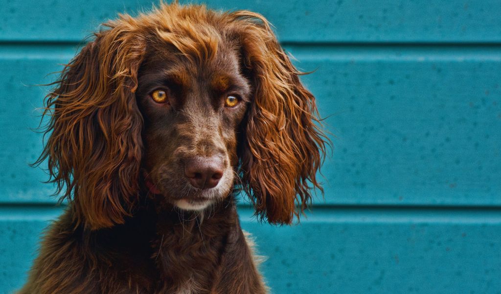 What are the Traits of a Working Cocker Spaniel? Unlocking the Vigorous Vitality