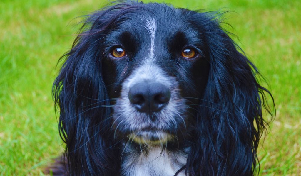 What are the Traits of a Working Cocker Spaniel? Unlocking the Vigorous Vitality