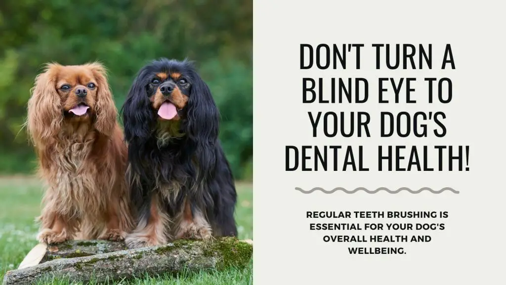 The Importance of Dental Care for Your Cavalier King Charles Spaniel