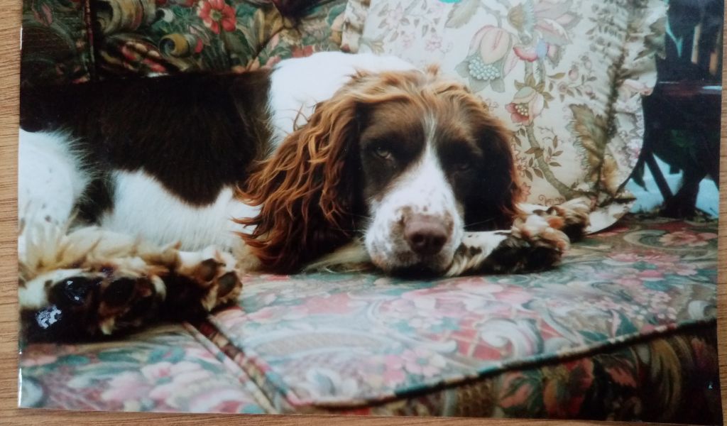 Steve Bell 4 Raven of Super Skeet relaxing