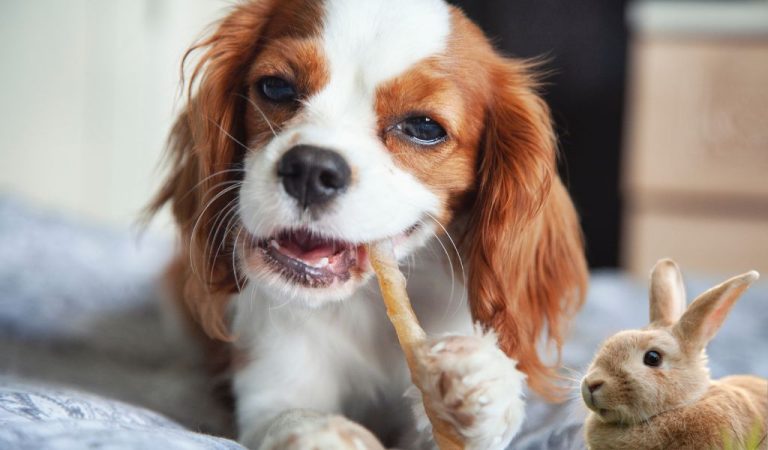 Dog Breeds That Get Along Well With Rabbits Including Cavaliers - Easy ...