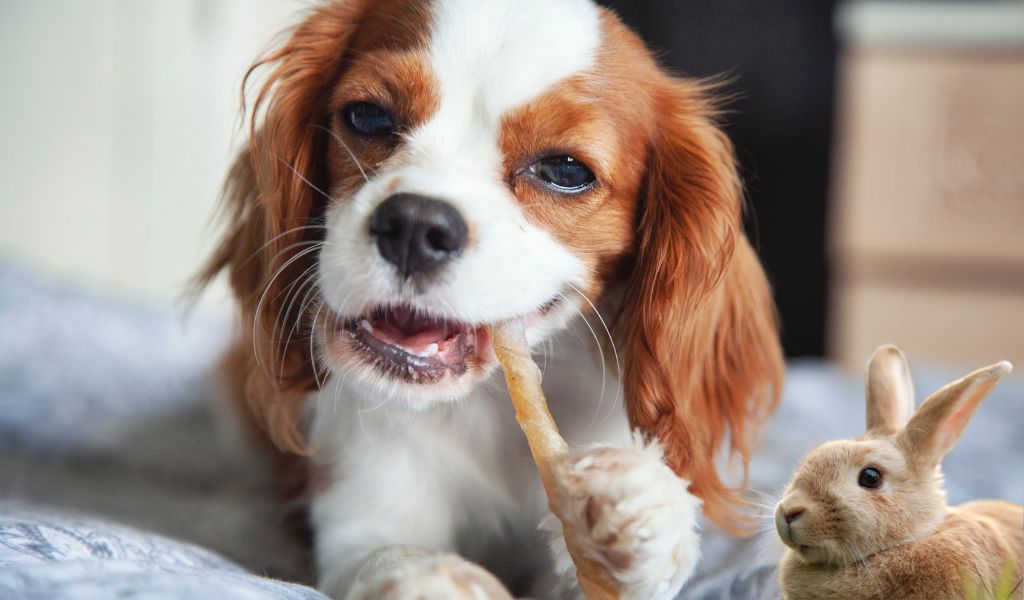 Dog Breeds That Get Along Well With Rabbits including Cavaliers