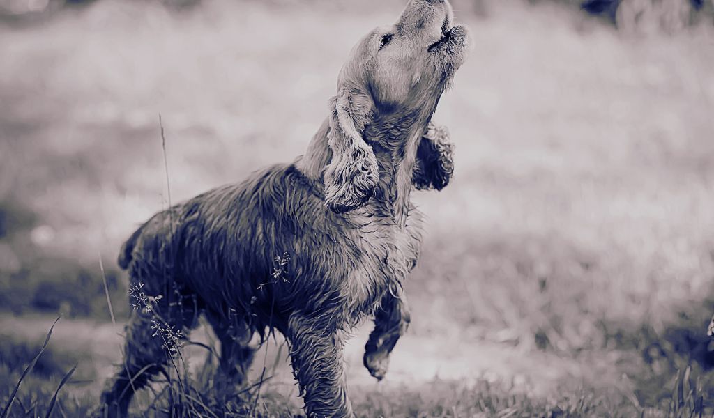 a cocker spaniel barking at night