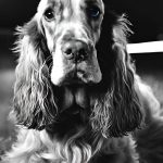 How to Stop Your Cocker Spaniel Barking at Night: Effective Tips