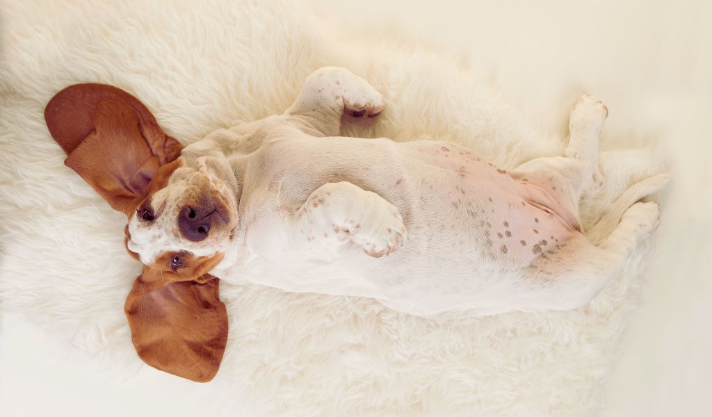 discover why do dogs sleep on their backs