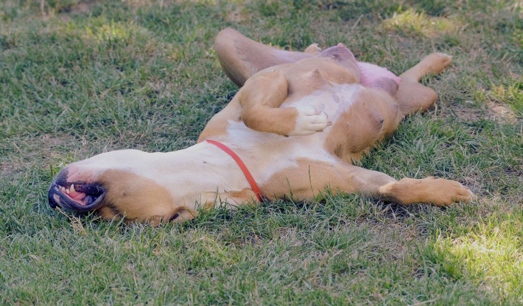 a dog asleep on it's back in the garden