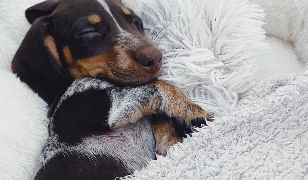 Why Do Dogs Sleep on Their Backs? Unveiling the Sleeping Habits of Dogs 3 dog sleeping on back