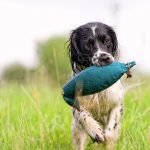 Effective Gundog Training for Cocker Spaniels Puppies and Adult Dogs