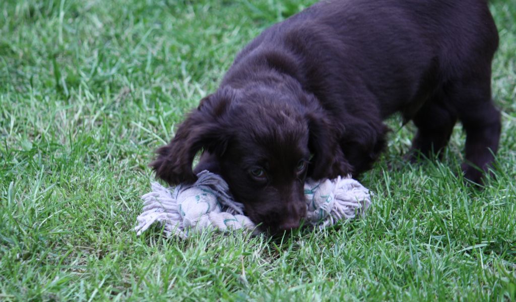 gundog training for cocker spaniels adults and puppies