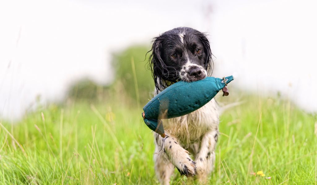 gundog training for cocker spaniels