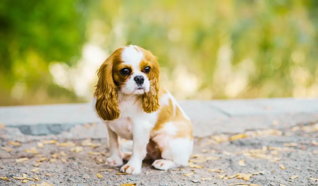 how to train a cavalier king charles spaniel puppy