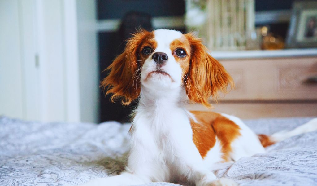 train a cavalier king charles spaniel puppy