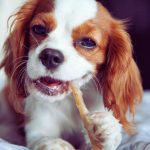 How to train a Cavalier King Charles spaniel puppy