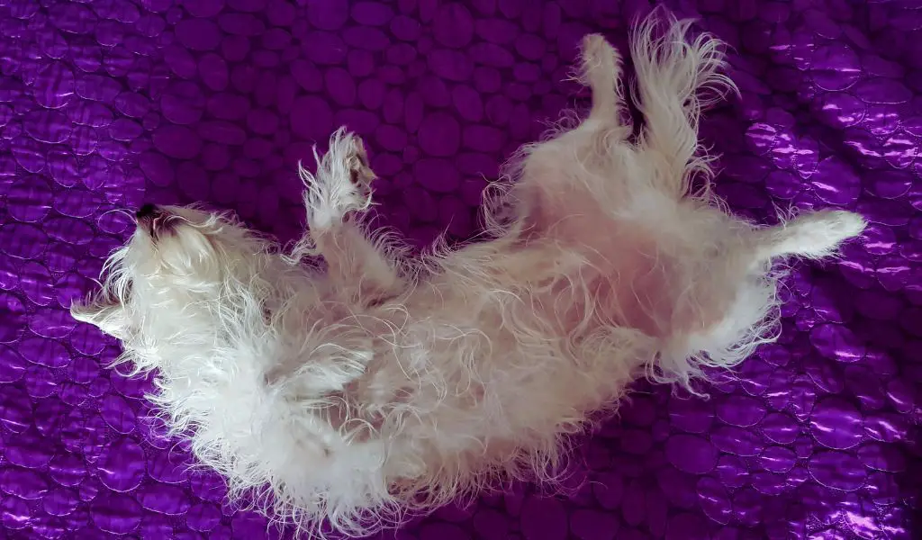 Why Do Dogs Sleep on Their Backs? Unveiling the Sleeping Habits of Dogs