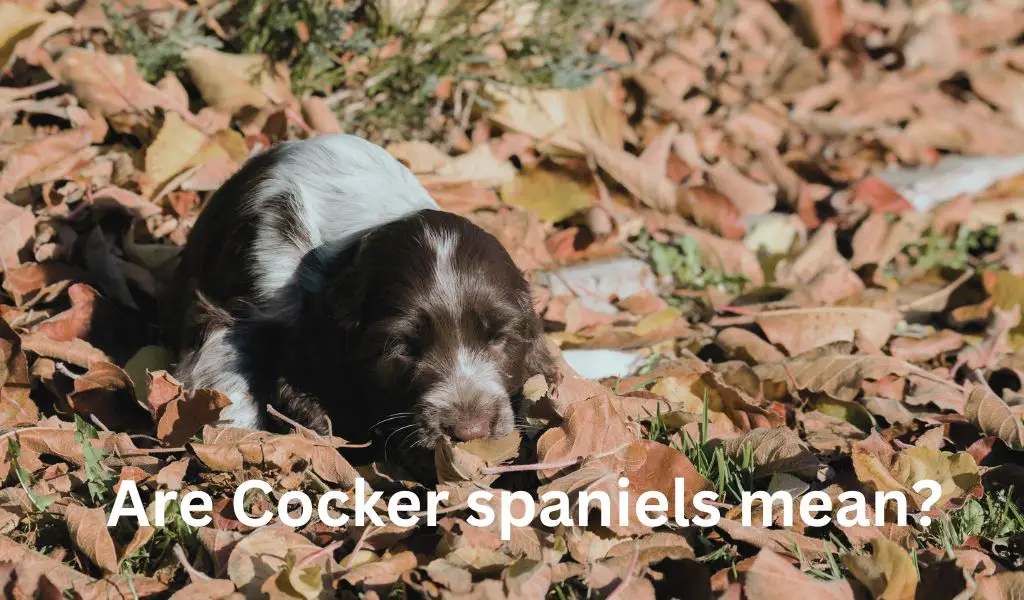 Understanding: Are Cocker spaniels mean?