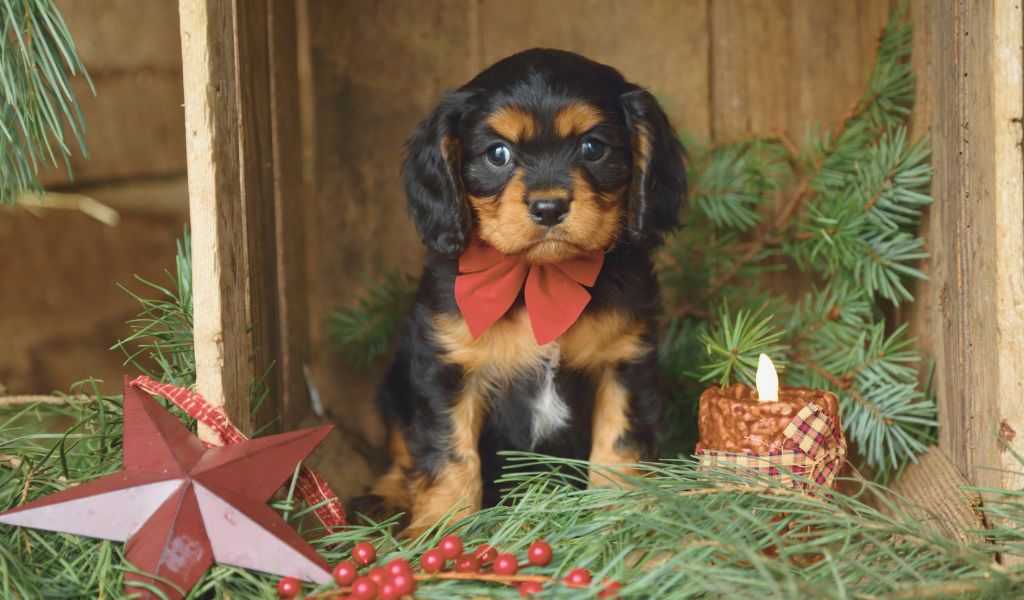Caring for a Cavalier King Charles Spaniel
