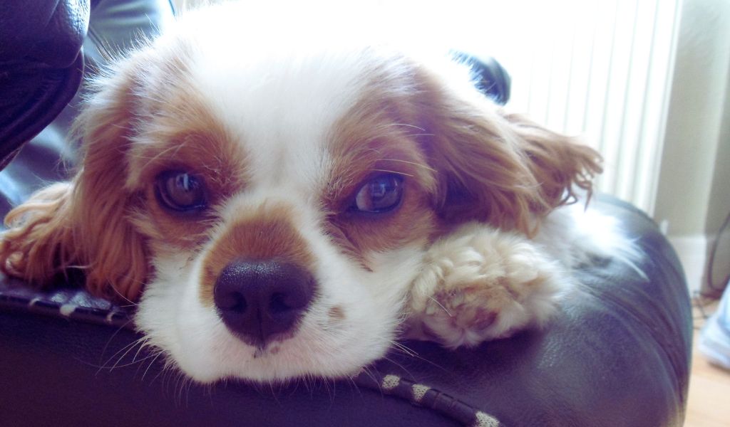 Cavalier King Charles Spaniel Care Guide. 10 Top Tips