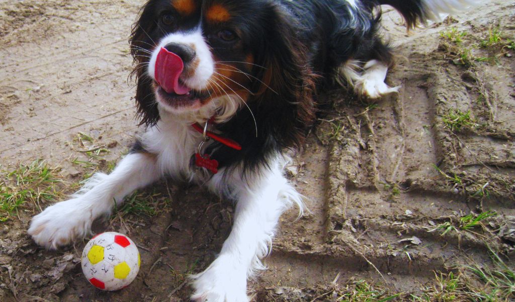 cavalier playing
