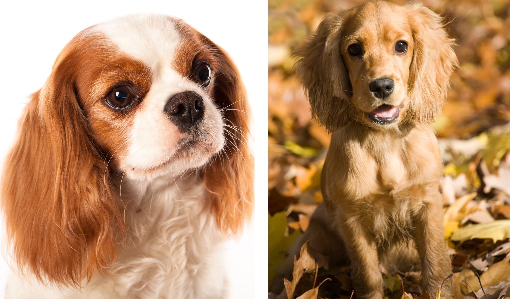 Cavaliers vs English Cocker Spaniels