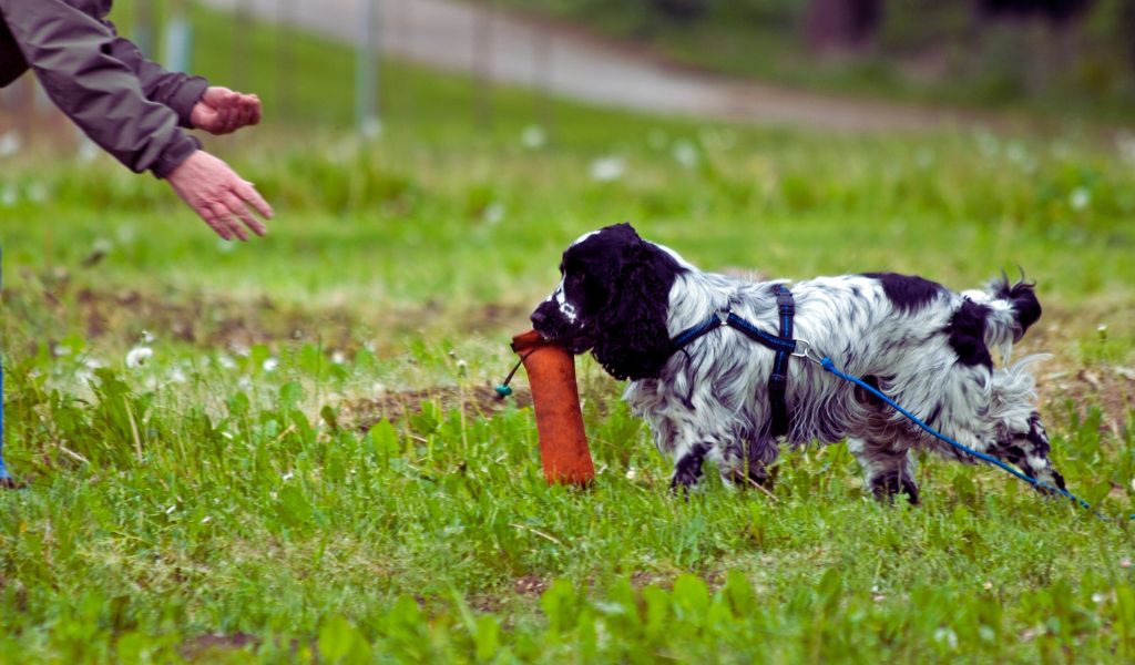 Cocker spaniels enjoy fetch