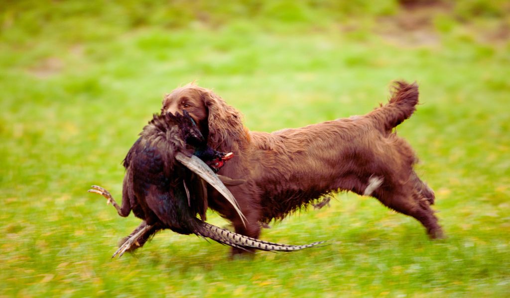 Cocker spaniels fetch