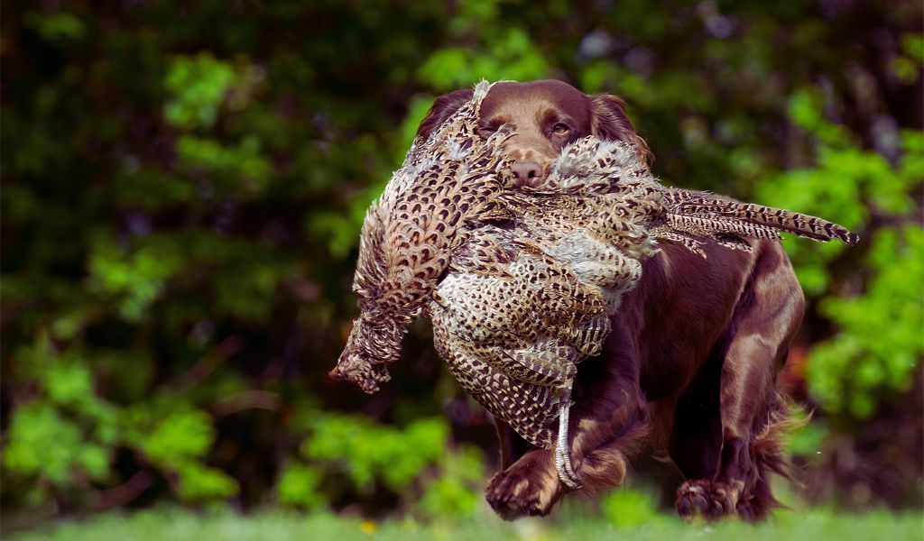 Cocker spaniels like to play fetch