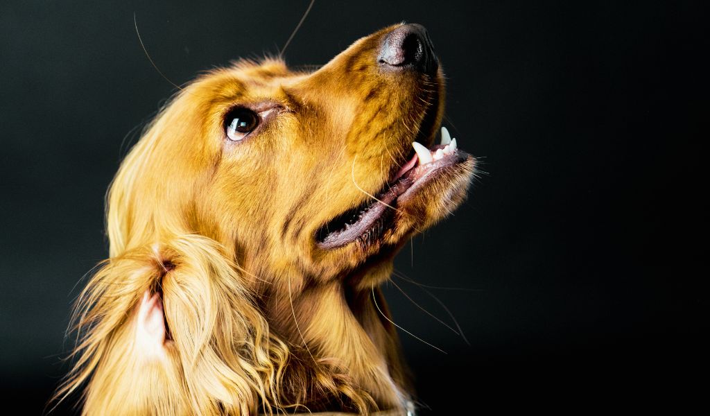 Cocker spaniels mean