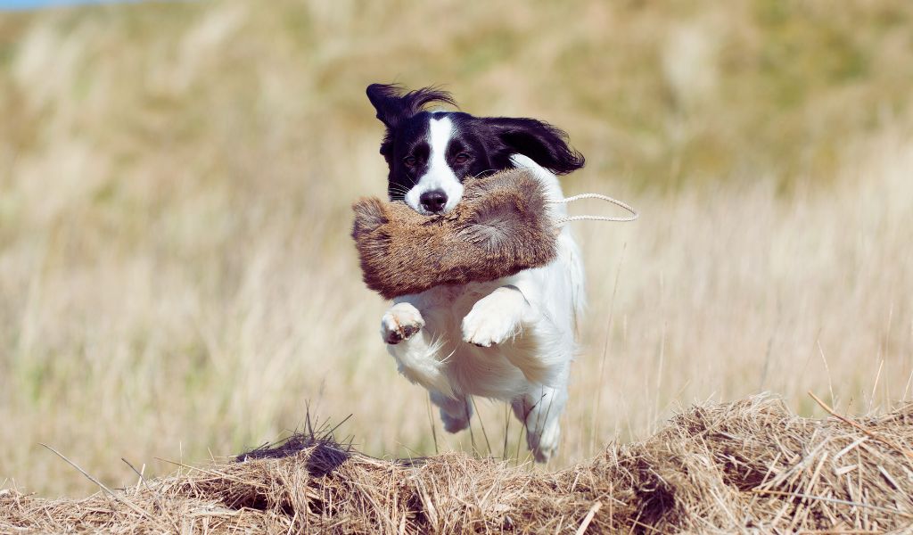 Cocker spaniels play fetch