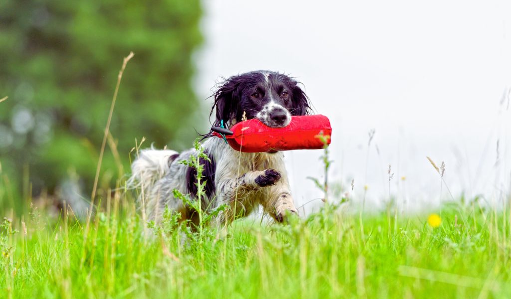 Cocker spaniels will fetch