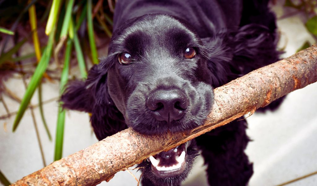 Do Cocker spaniels like to play fetch?