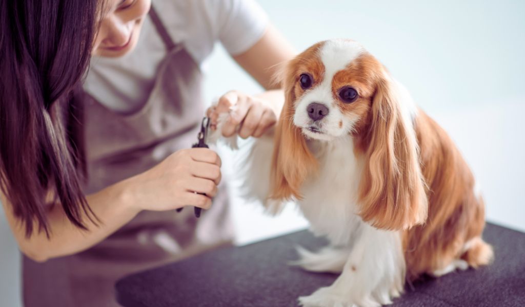 Grooming Care for a Cavalier King Charles Spaniel