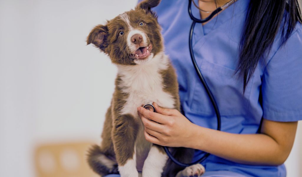 Identifying and treating Giardia in dogs