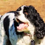 Understanding and Managing Cocker Spaniel Ear Infection Symptoms