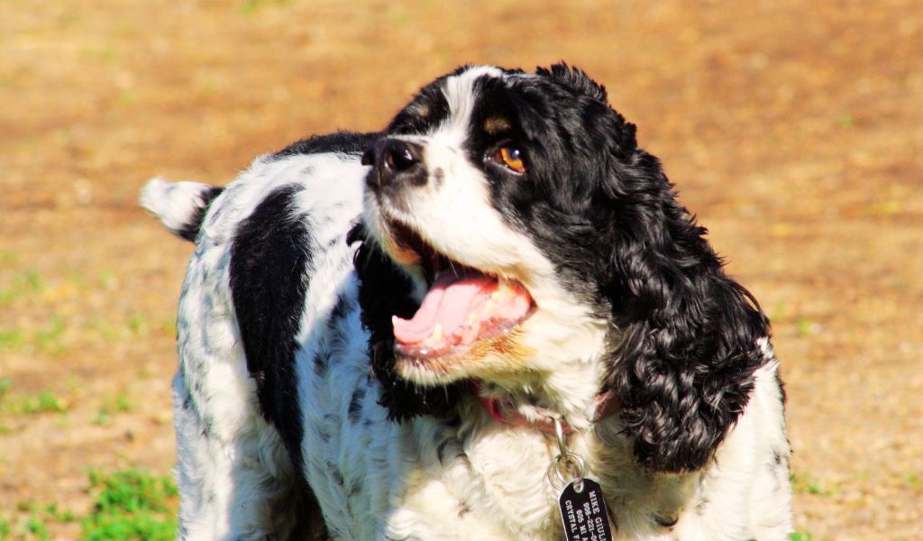 cocker spaniel ears