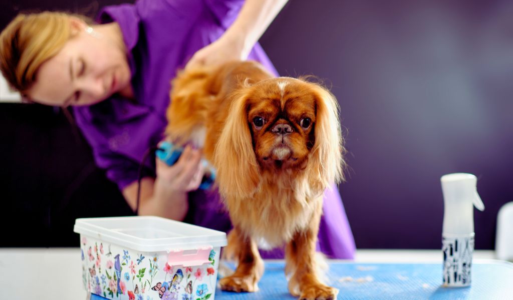 Vet Care for a Cavalier King Charles Spaniel