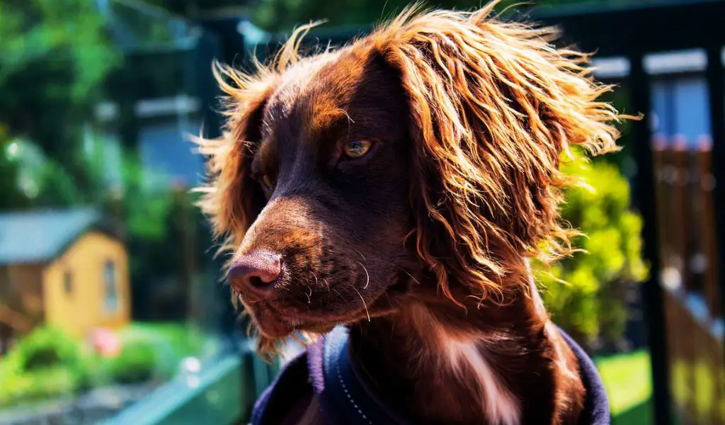 all about famous historical cocker spaniels