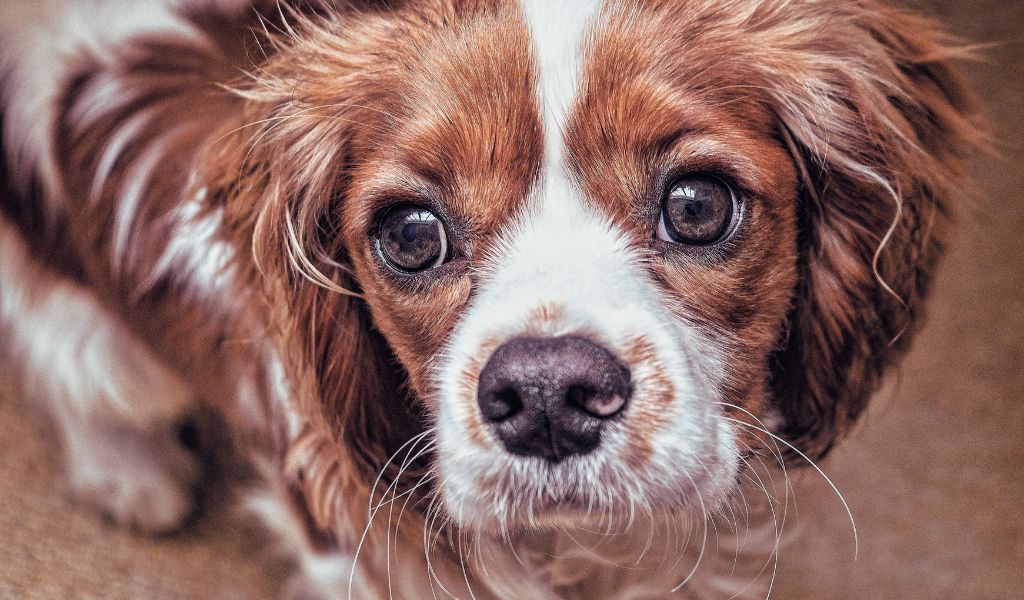 are cavalier king charles spaniels aggressive