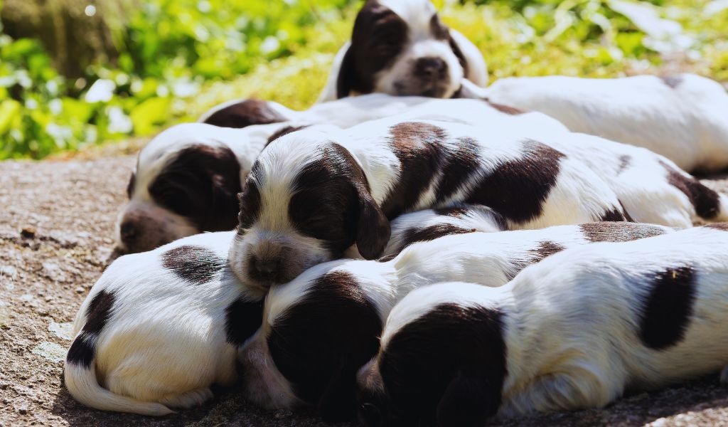 cocker spaniel puppies playing