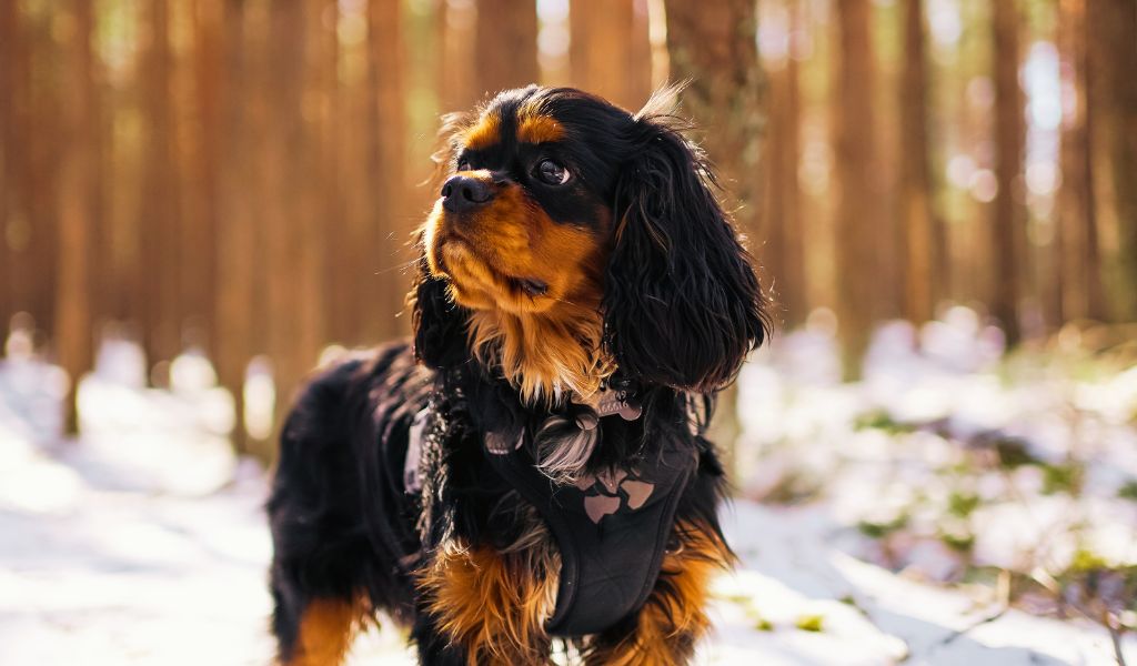 cavalier king charles in the woods