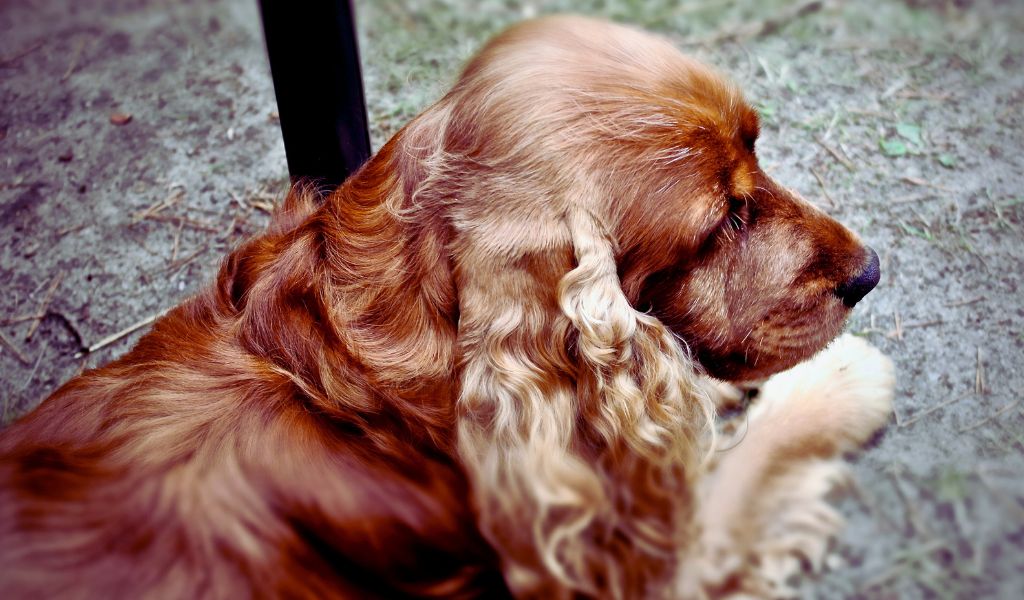 breed standards of cocker spaniels