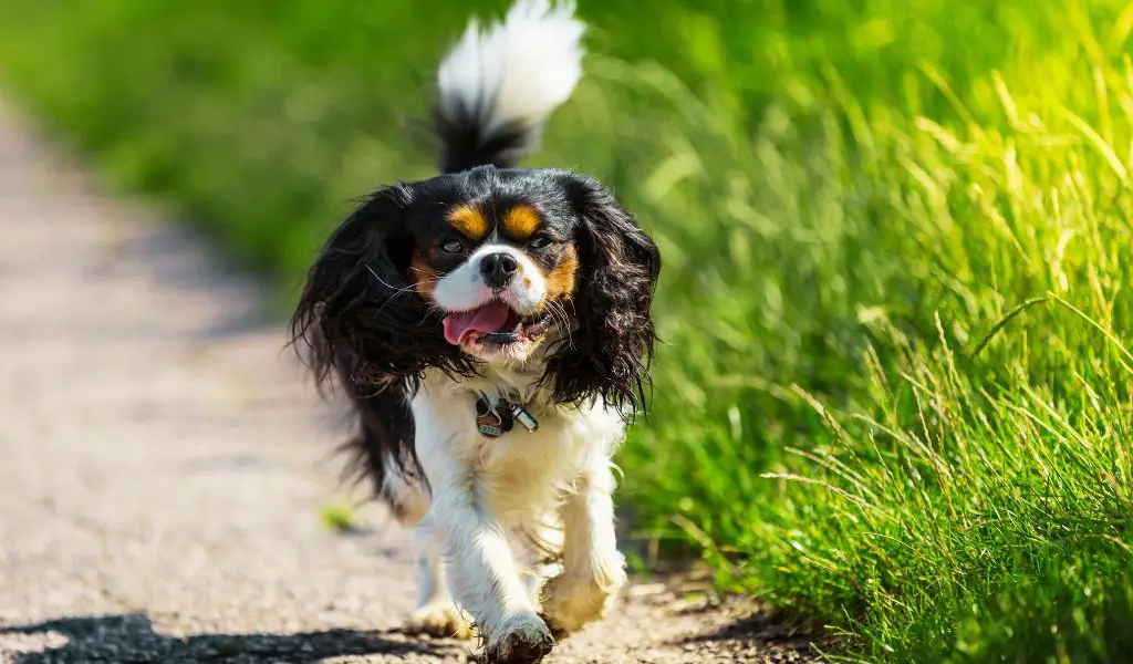 can cavalier king charles spaniels be aggressive to people