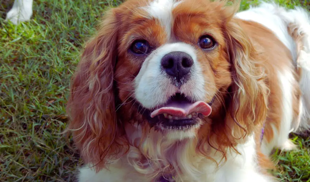 can cavalier king charles spaniels be aggressive