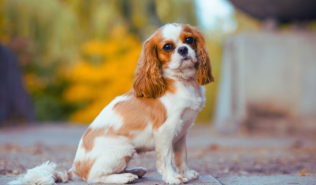 cavalier king charles spaniel