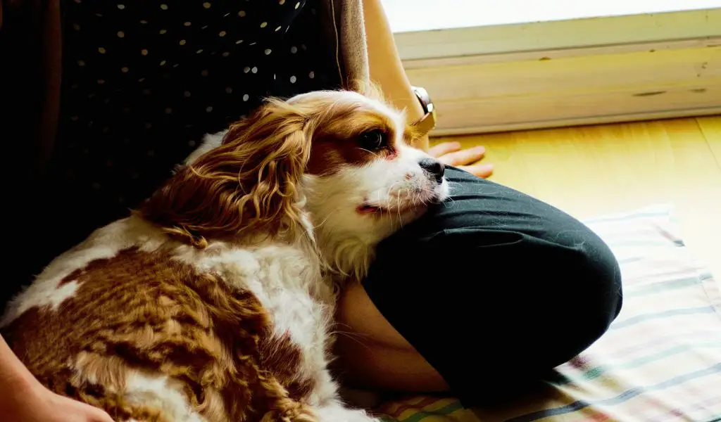 cavaliers are lap dogs