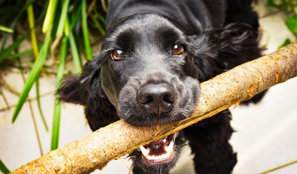 cocker spaniel breed standards